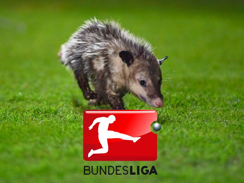 Jarochito a la Bundesliga