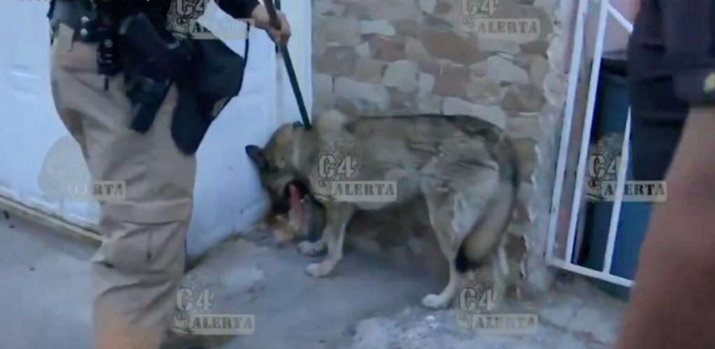 Rescataron al lobo del Zoológico de Aragón